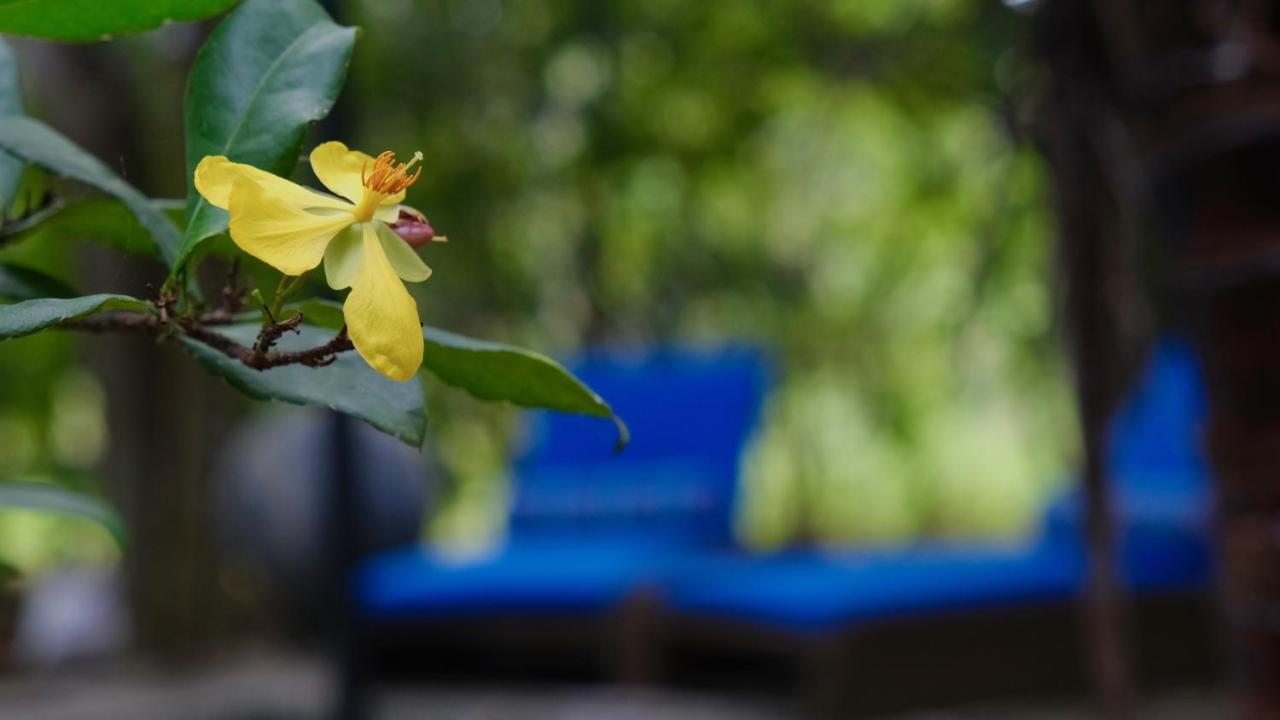 Mind Body And Soul Otel Dambulla Dış mekan fotoğraf