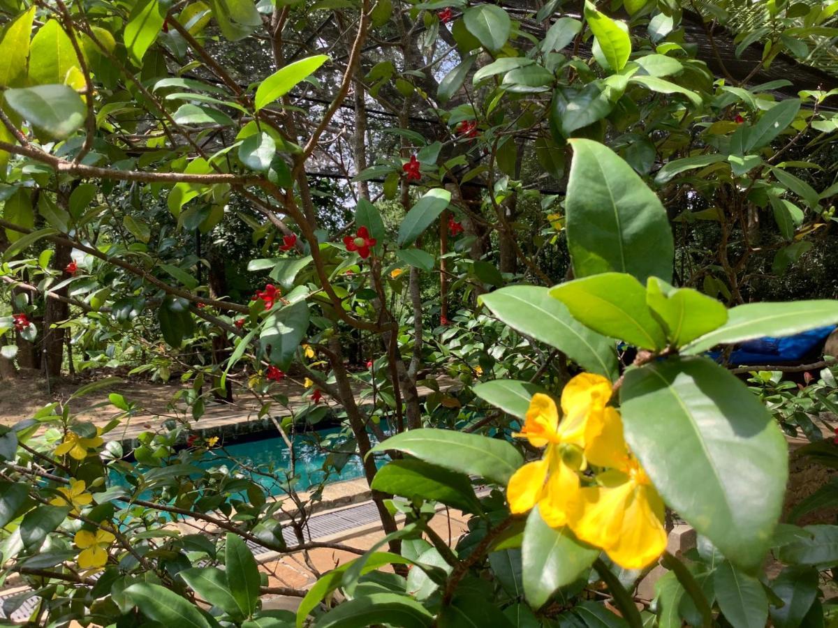 Mind Body And Soul Otel Dambulla Dış mekan fotoğraf